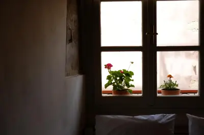 two potted plants sitting on a window sill at Fivos Pension in Chania Town