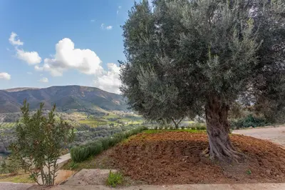 a tree in the middle of a dirt field at Augusta Country House in Derés