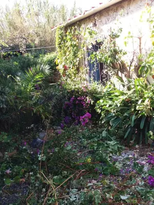 a garden with purple flowers and plants next to a house at Tasos Cottages in Gerani Chanion