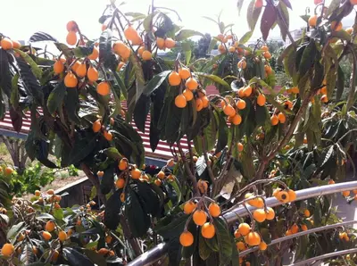 a bunch of oranges growing on a tree at ILIAS VILLA IN CHANIA in Perivólia