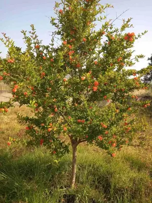 a small apple tree with red fruit in a field at Beachway home in Kato Daratso