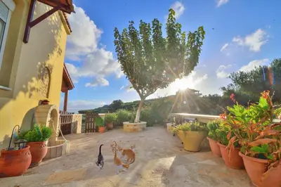 a group of ducks walking on a patio with plants at Villa Athina in Kissamos