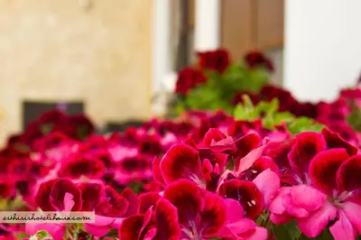 a bunch of pink flowers in a garden at Esthisis Suites Chania in Plataniás