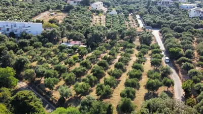 an aerial view of a forest of trees at Olea Cottage in Galatás