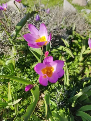 a group of pink flowers in the grass at Neos Omalos Hotel in Omalós