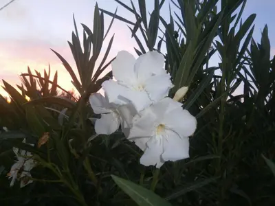 a group of white flowers with the sunset in the background at Viena Rooms & Apartments in Palaiochóra