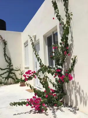 a plant with pink flowers in front of a building at WeCrete Apartments in Drapaniás