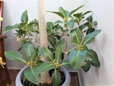 two plants in a white pot on a table at Casa Ariadne in Plataniás