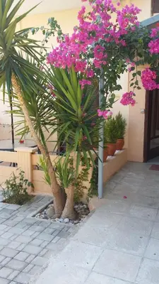 a plant with pink flowers on a building at Alexandros Studios & Apartments in Chania Town