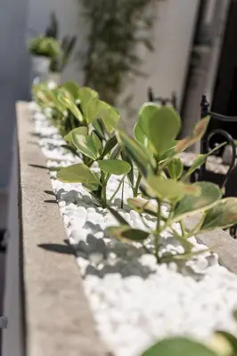 a row of potted plants sitting on a ledge at Kumba in Chania Town