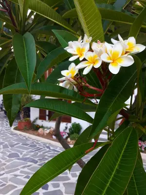 a bunch of white and yellow flowers on a tree at Diktamo House in Agia Marina Nea Kydonias