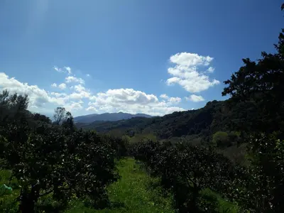 a view of a field of apple trees at Hidden House in Nature in Zounákion