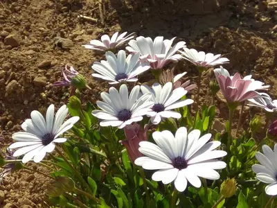 a group of white and pink flowers in the dirt at PALACE Mountain view in Megála Khoráfia