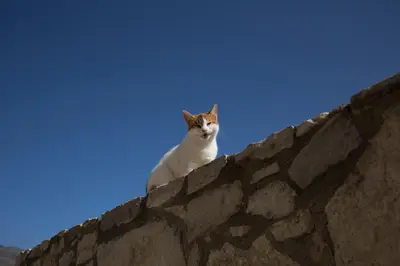 a cat sitting on top of a stone wall at Georgia Sunset in Trákhilos