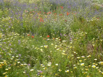 a field filled with lots of colorful flowers at Comfortable House near Chania in Kalathas