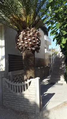 a palm tree sitting on the side of a building at Stelios Rooms in Palaiochóra