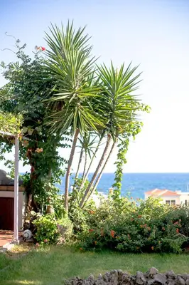 two palm trees in a yard next to the ocean at Chania Sea View Summer House in Kalamaki Chanion