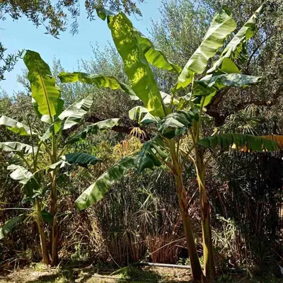 a group of banana trees in a field at Elia Guesthouse - Kissamos in Kissamos