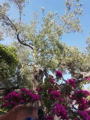 a tree with pink flowers in a park at Elia Guesthouse - Kissamos in Kissamos