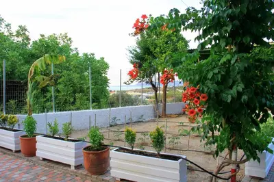 a row of plants in pots in a garden at Your Home in Kato Daratso