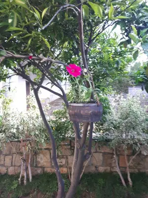 a flower in a pot on a tree at Cactus in Nopíyia