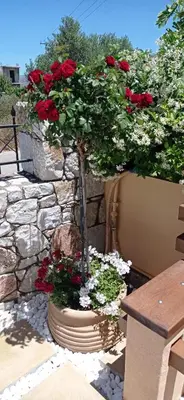 a bonsai tree in a pot with red roses at Antony Home in Kounoupidhianá