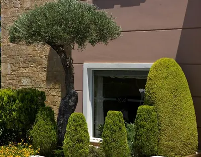 a tree in front of a window with bushes at Zeus Village Resort - Adults Only in Kato Daratso