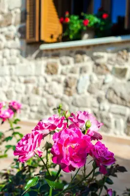 a bunch of pink flowers in front of a building at Villa Anerocurù by Chania city in Chania Town