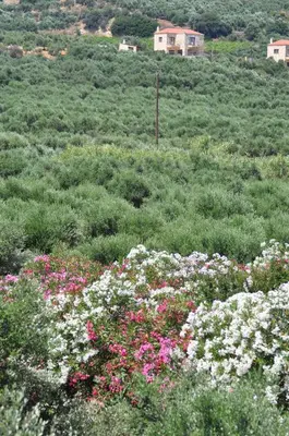 a field of flowers with houses in the background at ERIA RESORT for people with special abilities in Maleme