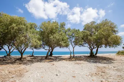 a group of trees on a sandy beach at Aadonis traditional house on the Sea in Kolymvari