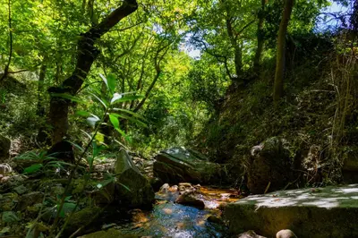 a stream in the middle of a forest at Cottage home at South Chania in Grigorianá