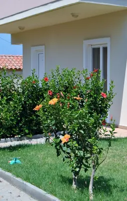 a small tree in the grass in front of a house at Dimitra & Evdokia Hotel in Agia Marina Nea Kydonias