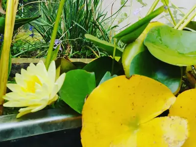 a group of yellow and white flowers and plants at Olive Lemon Biophilic House & Lush Forest Garden in Vamos