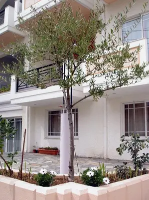 a tree in front of a white building at Doreen Suites in Kalamaki Chanion