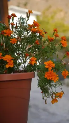 a flower pot filled with orange and orange flowers at Zorbas Studios in Agia Roumeli