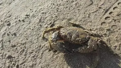 a small crab on the sand on the beach at Haris Studios in Palaiochóra