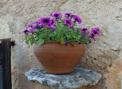 a pot of purple flowers on a stone wall at Bendeni Cottage in Megála Khoráfia