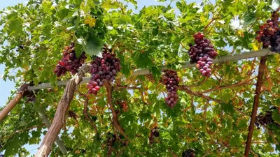 a bunch of red grapes hanging from a tree at Vitis Vinifera Tranditional Studio Apartment in Kissamos