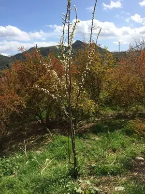 a small tree with white flowers in a field at House with Sea View close to Platanias in Vrísai
