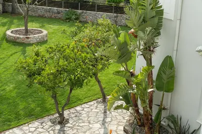 a garden with trees and plants in a yard at Villa Tranquilla in Kolymvari