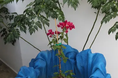 a blue vase with a flower in it at Bay View Apartments in Plataniás