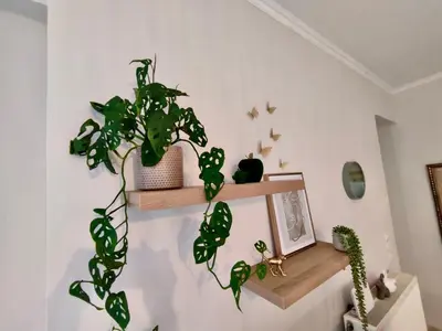 a room with a shelf with plants on the wall at Tzitzifianaki Cozy Apartment in Chania Town