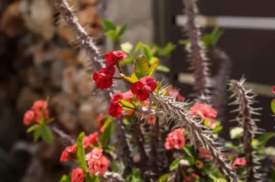 a bunch of red flowers on a plant at Heaven Apartments in Agia Marina Nea Kydonias