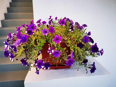 a pot of purple flowers sitting on a stair case at Villa Patroklos in Daratso