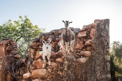 two goats standing on top of a rock wall at ARADENA TRADITIONAL House 1 in Arádhaina
