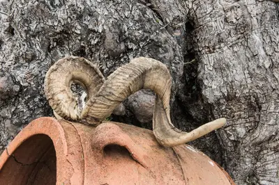 a snake is sitting on top of a vase at ARADENA TRADITIONAL House 3 in Arádhaina