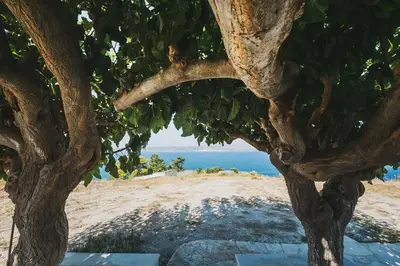 a tree with a view of the beach at Karavos View - An artists' hideaway Paradise in Kalyves