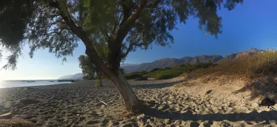 a tree on a sandy beach next to the water at Oasis Apartments in Frangokastello