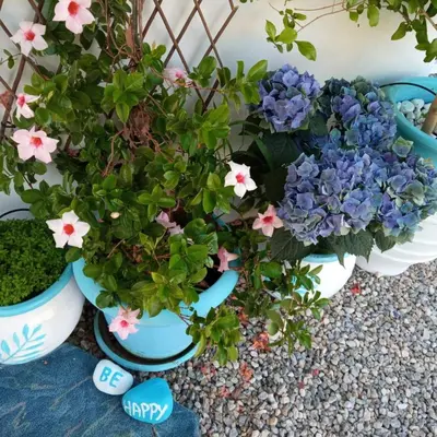 two potted plants with flowers in them at Casa D'armaros in Kissamos
