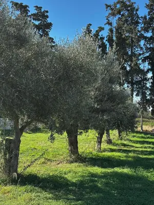 a row of olive trees in a field at Golden Victory in Agia Marina Nea Kydonias